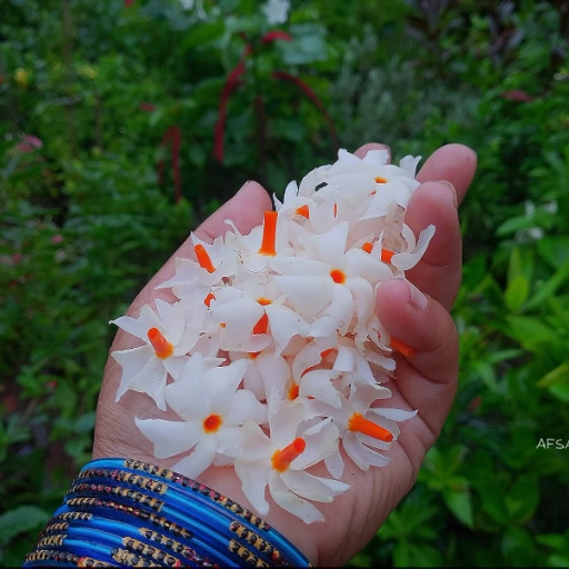 Priya Das