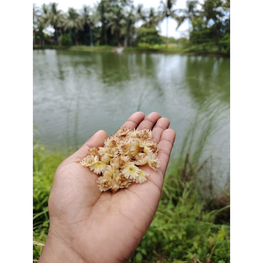 Bristy Rani